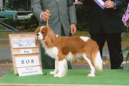 ミニチュア シュナウザー ブリーダーズ ブリーダーの詳細